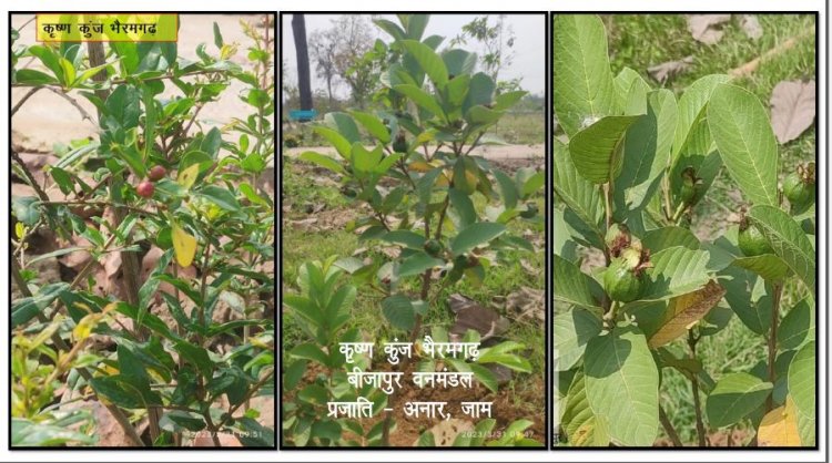 *कृष्ण कुंज: सांस्कृतिक महत्व के वृक्षों ने लेना शुरू किया आकार* 