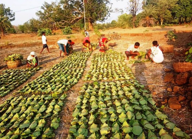 *छत्तीसगढ़ में अब तक एक चौथाई के करीब तेंदूपत्ता का हो चुका संग्रहण*