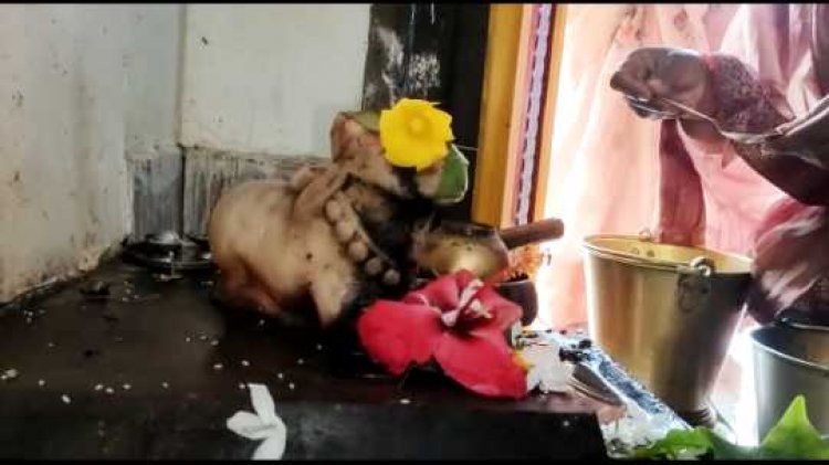 मंदिर में भगवान शंकर की मूर्ति के पास बैठे नंदी भक्तों के हाथ से पानी पीते दिखाई दिए