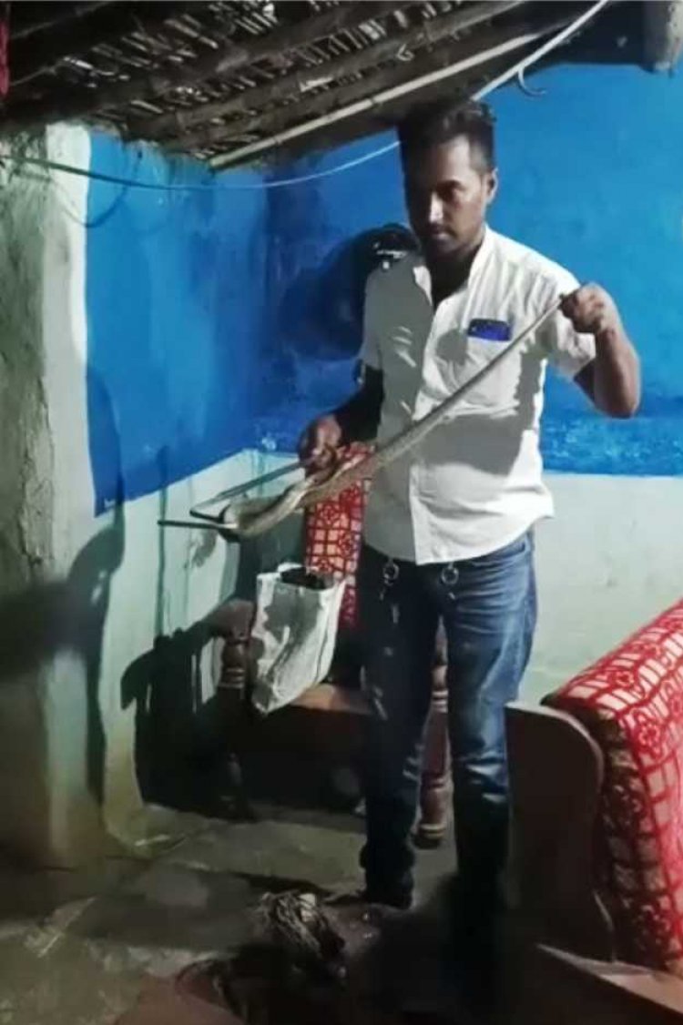 स्नेक रेस्क्यू